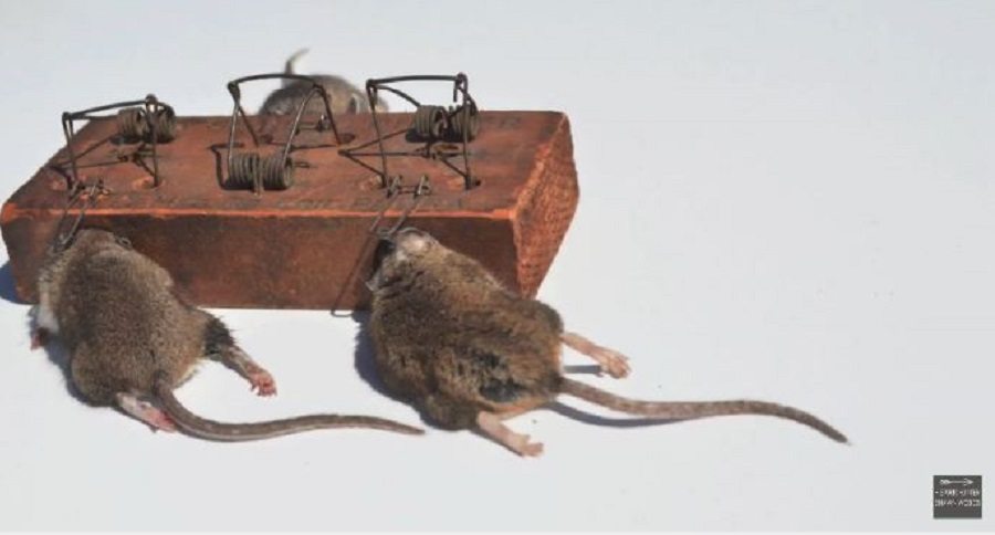 mousetrap