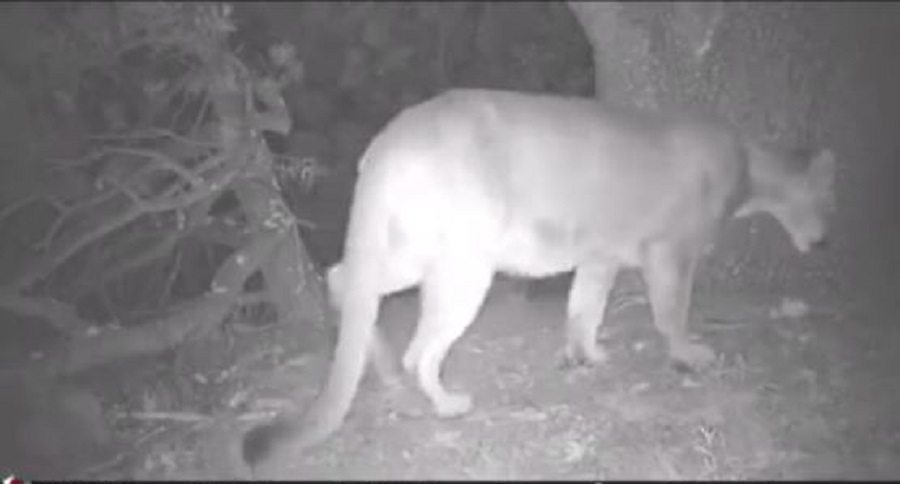 cougar