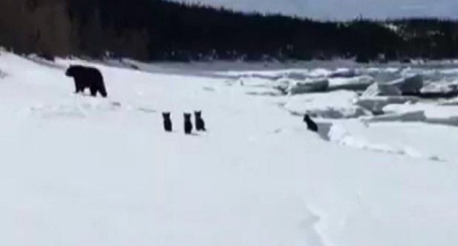 black bear