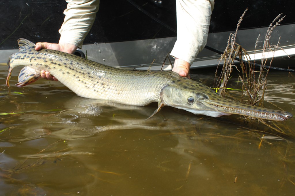 longnose gar