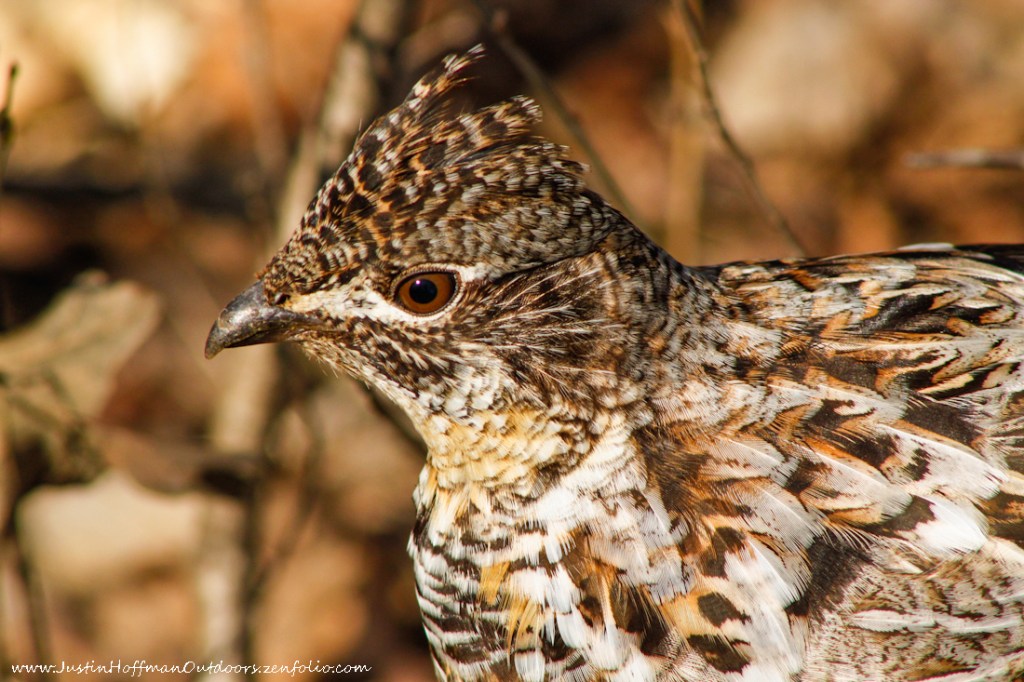 ruffed grouse drumming