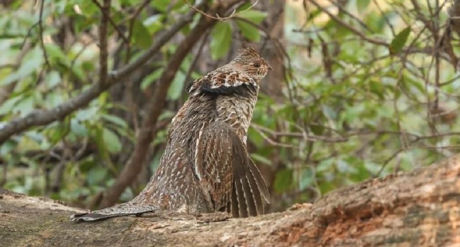 ruffed grouse drumming