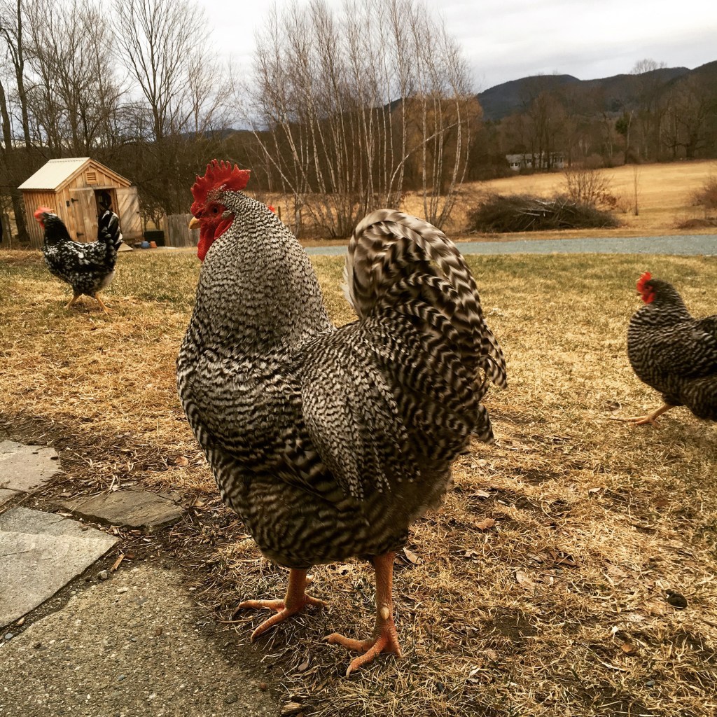 Heritage Chicken Breed: The Barred Rock Rooster 