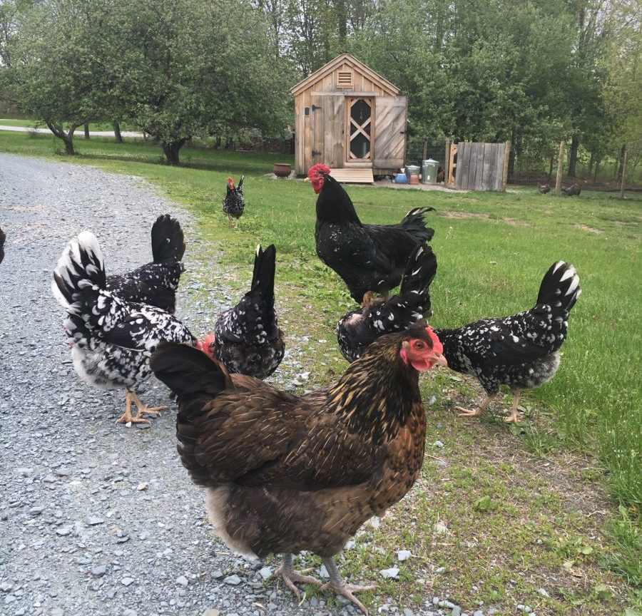 Free Range Chickens Help With Pest Control 
