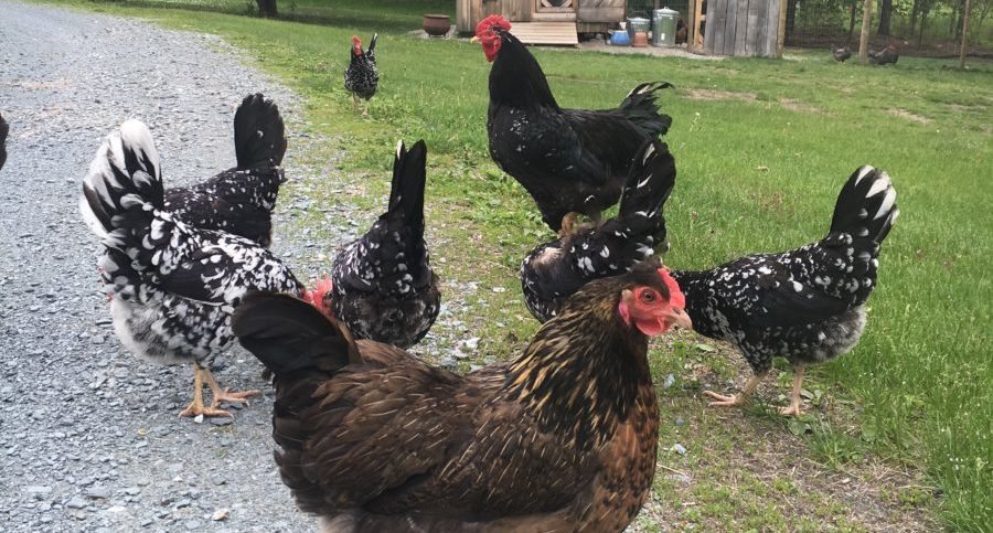 chickens in the yard