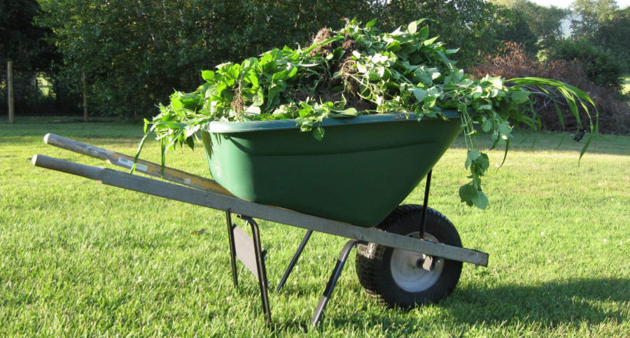 wheel barrow of weeds for chickens