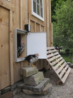 consider an automatic door if it fits your idea of the best chicken coop