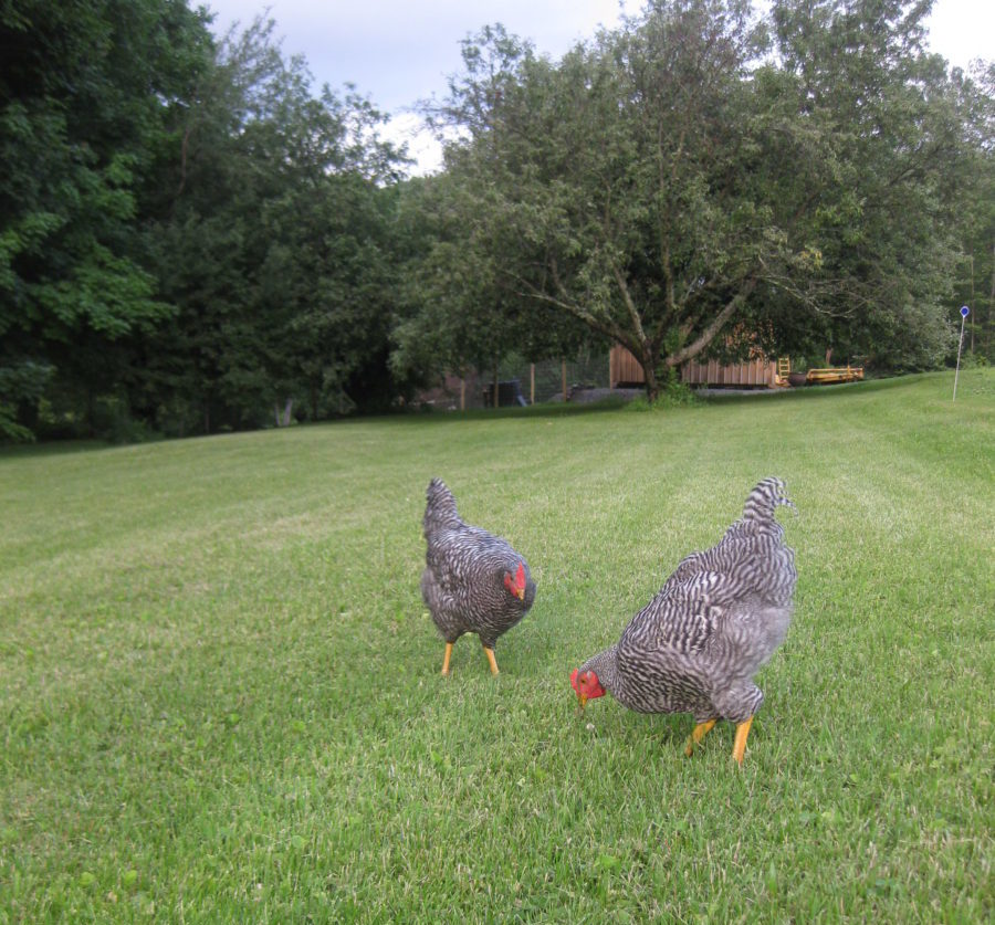 Pest Patrol Chickens