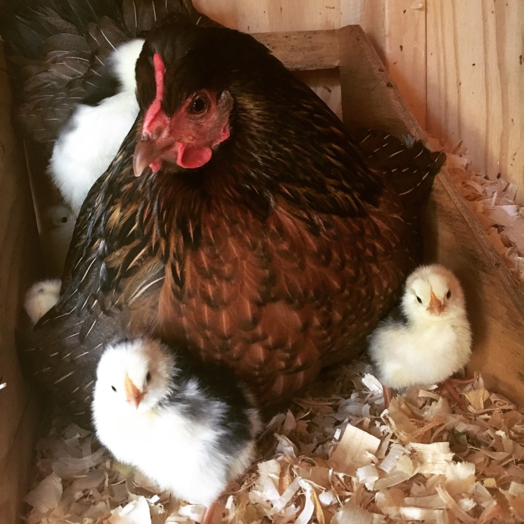 Hatched Chicks 