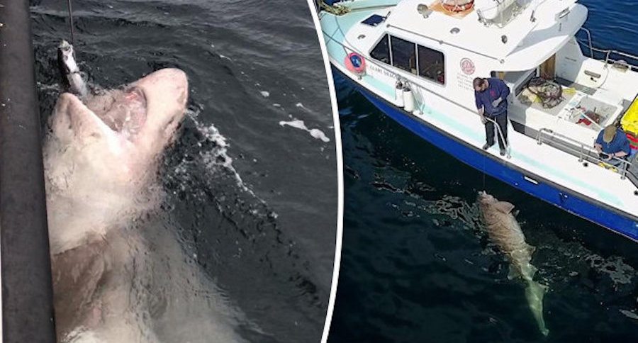 25 foot shark