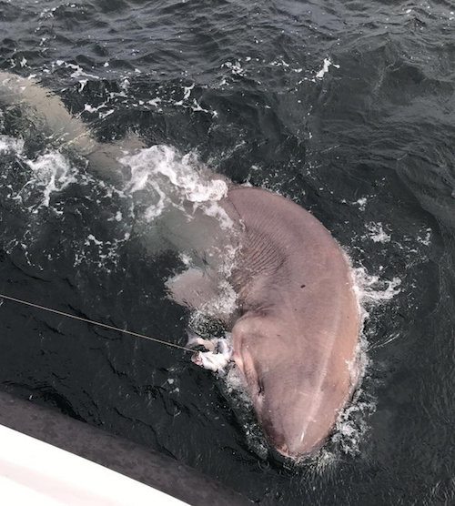 25 foot shark