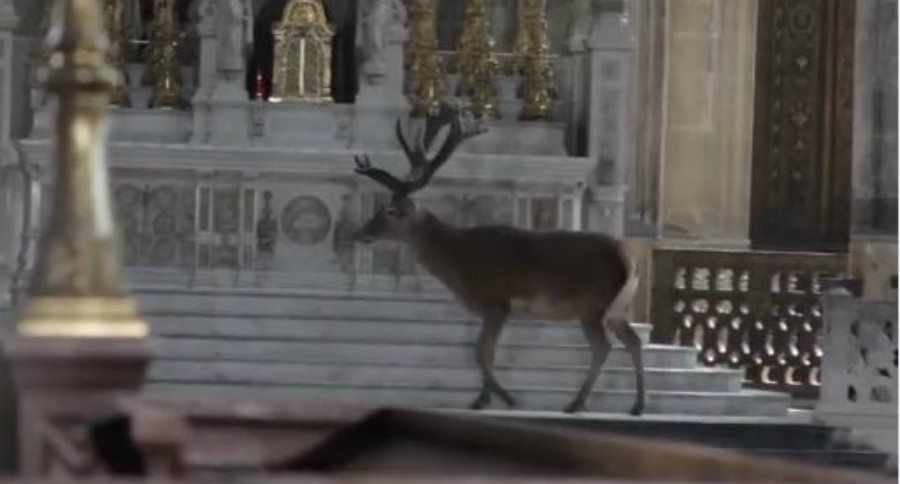 Stag in Paris Church