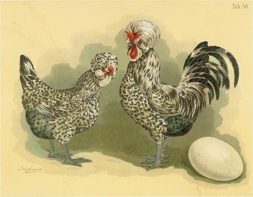 Heritage Houdan Chicken