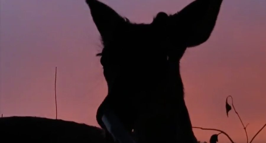 Yes, That deer Just Licked This Turkey Hunter's Shotgun Barrel
