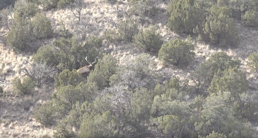 Watch Dan Catlin From The Wildlife Gallery Take A Monster New Mexico Elk