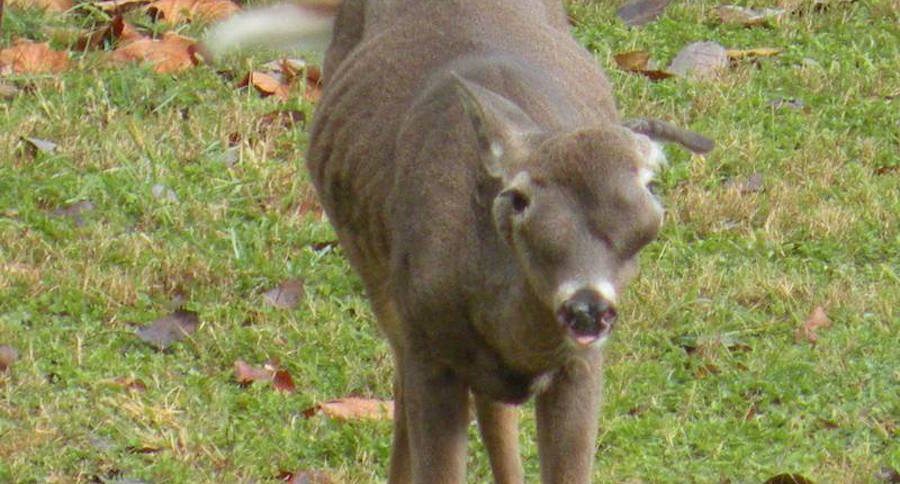deer-growth