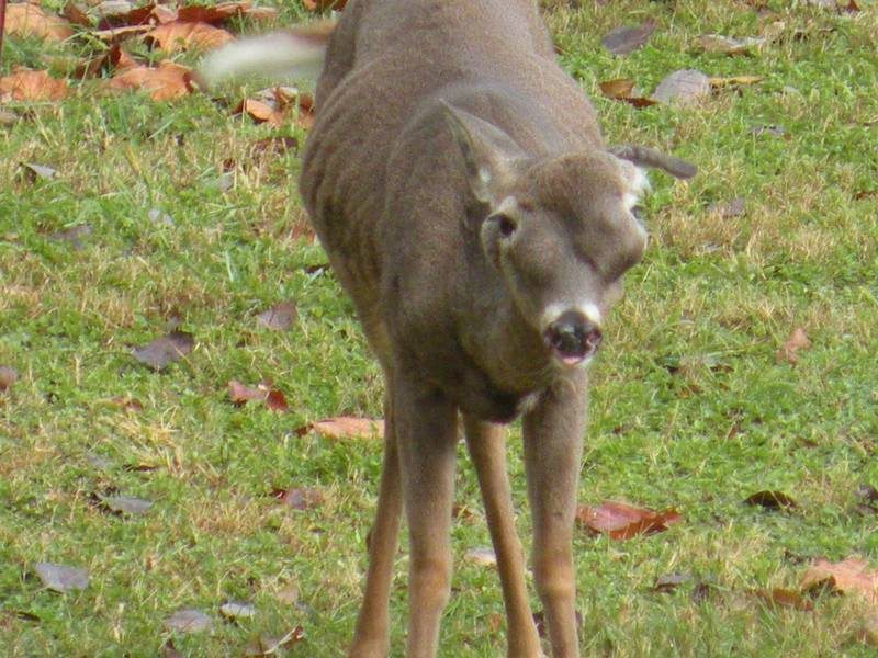 7 Painful Pictures of Deer with Tumors and Growths Wide Open Spaces