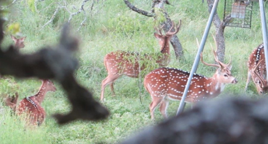 archery hunting urban axis deer