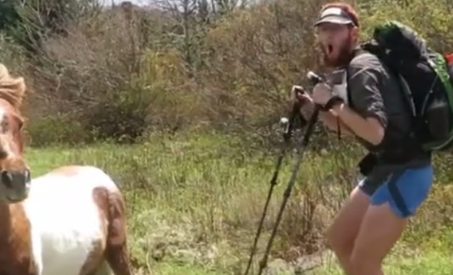 Appalachian Wild Ponies