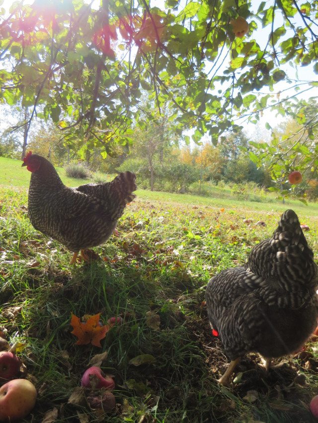 Heritage Breed Plymouth Barred Rocks