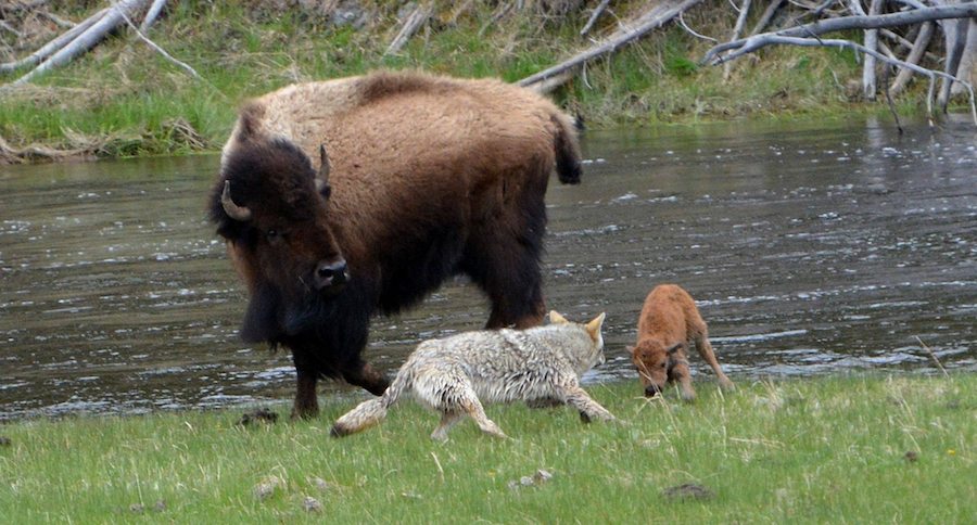 bison coyote yellowstone