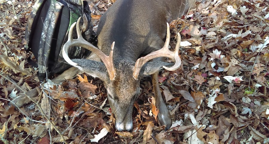 ny deer