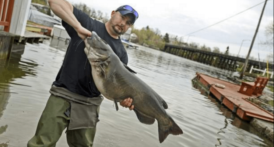 channel catfish