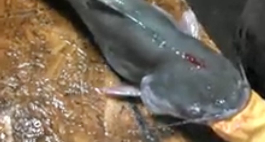 catfish