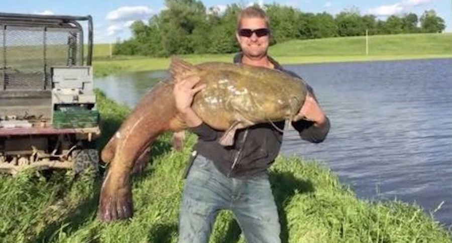 flathead