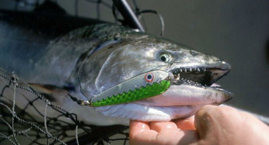 tagged fish