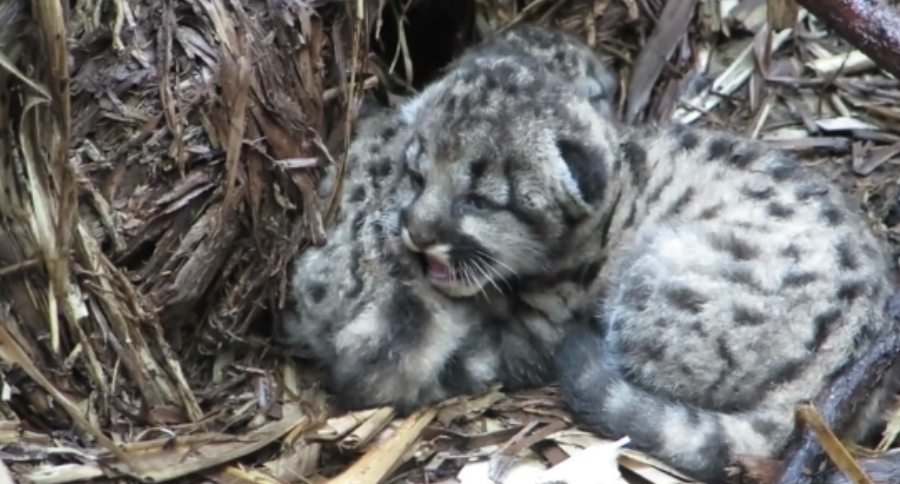 California Mountain lion kittens