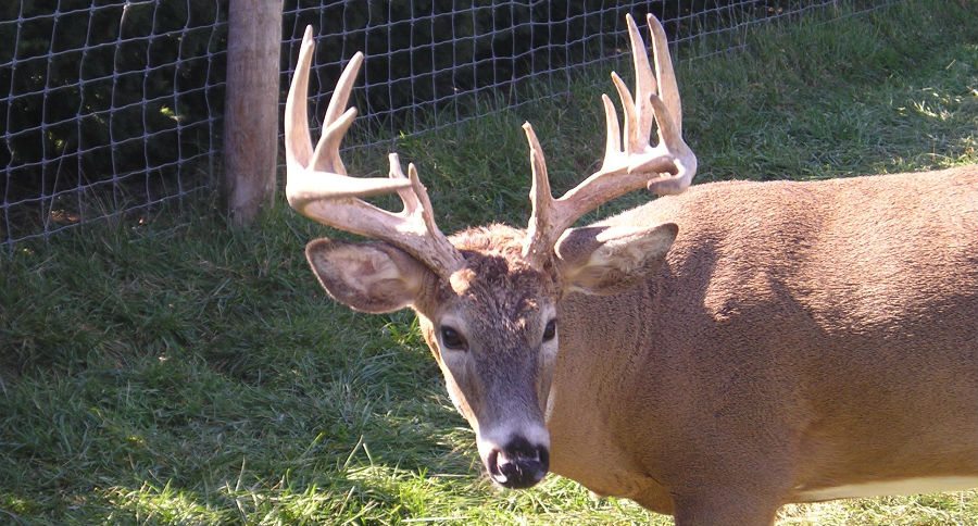 cwd