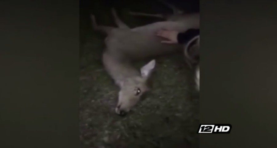 deer playing dead