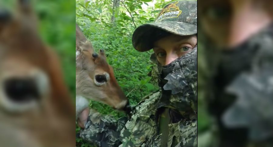 deer
