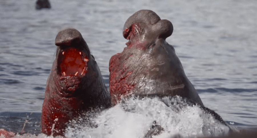 elephant seals