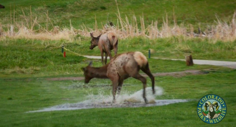 Elk Wallow Water Hole Golf Course