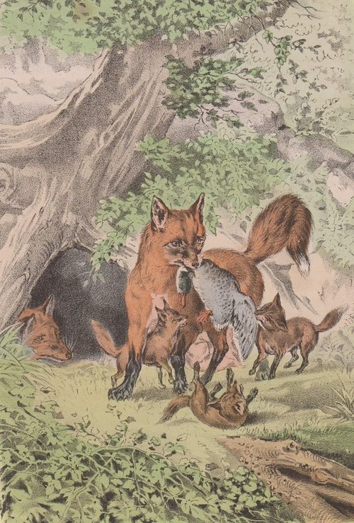 the best chicken coop protetcs against predators