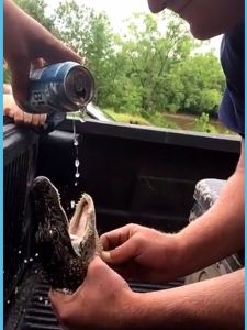 shot gunning gator