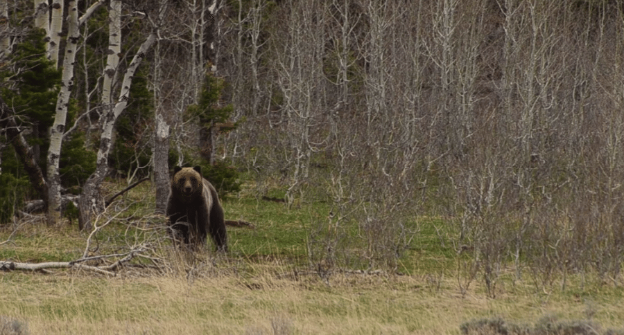 grizzly country