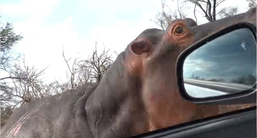 hippo
