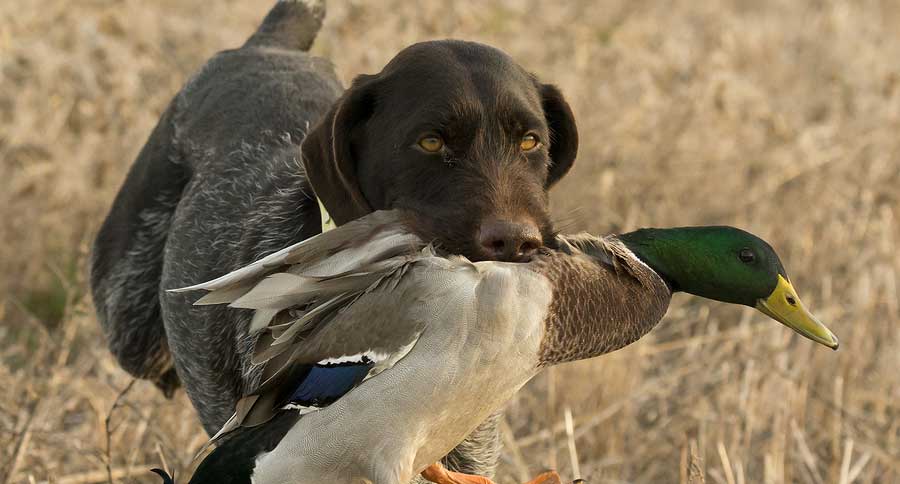 duck hunting