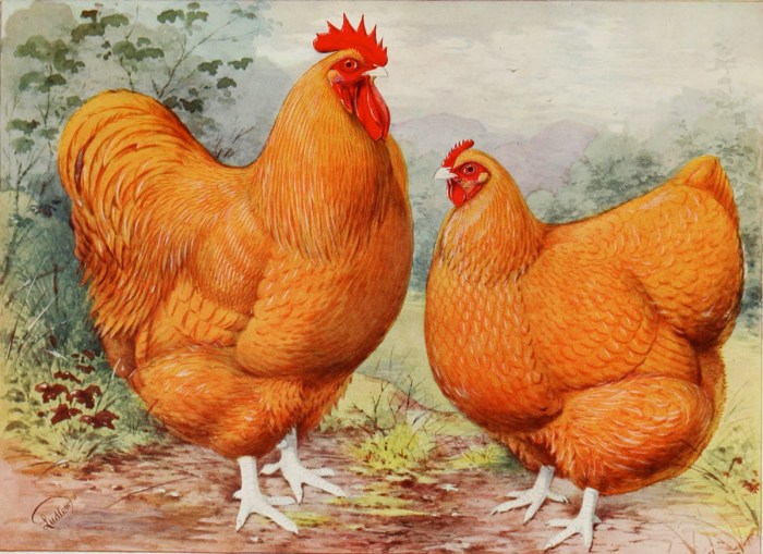 heritage chicken Illustration