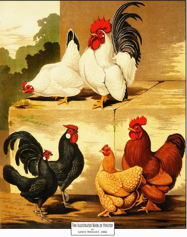 Poultry 