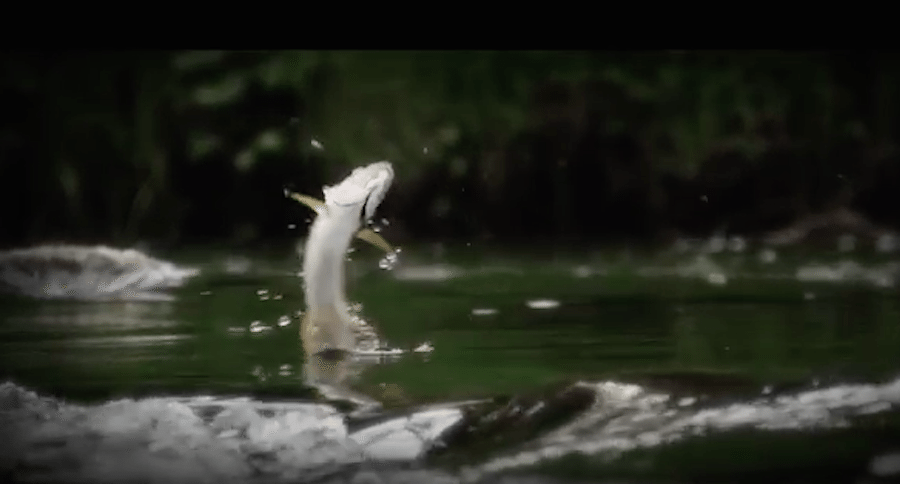 jumping arctic grayling