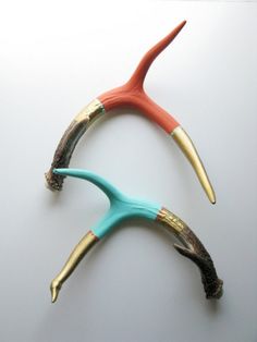 shed antler