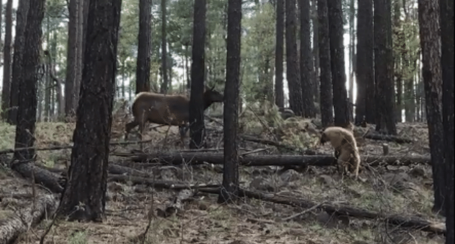 bear attacks