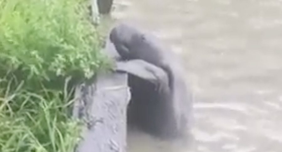 manatee