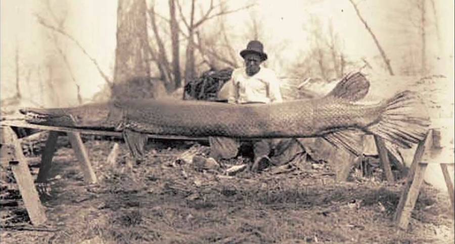 alligator gar