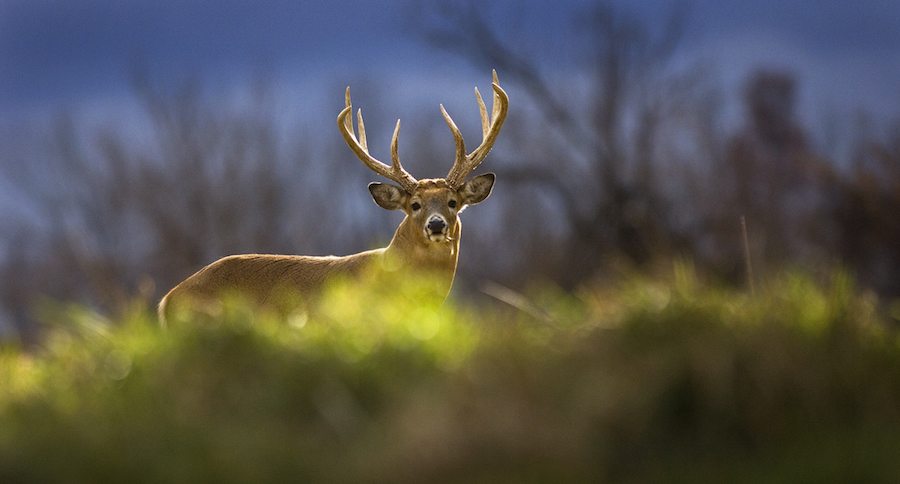 antler point