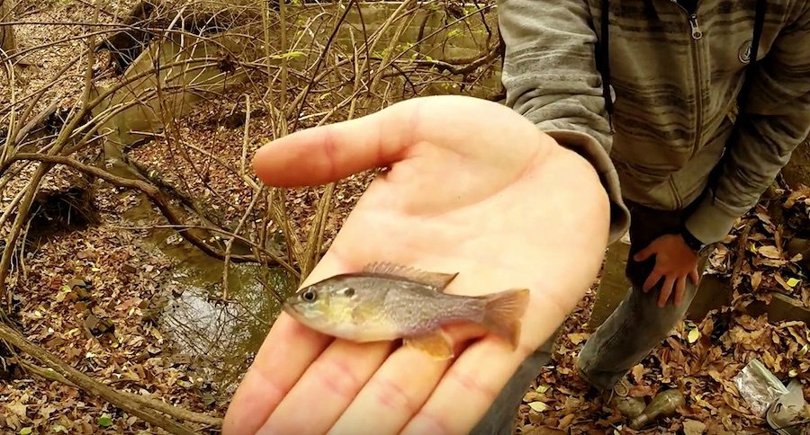 micro-fishing